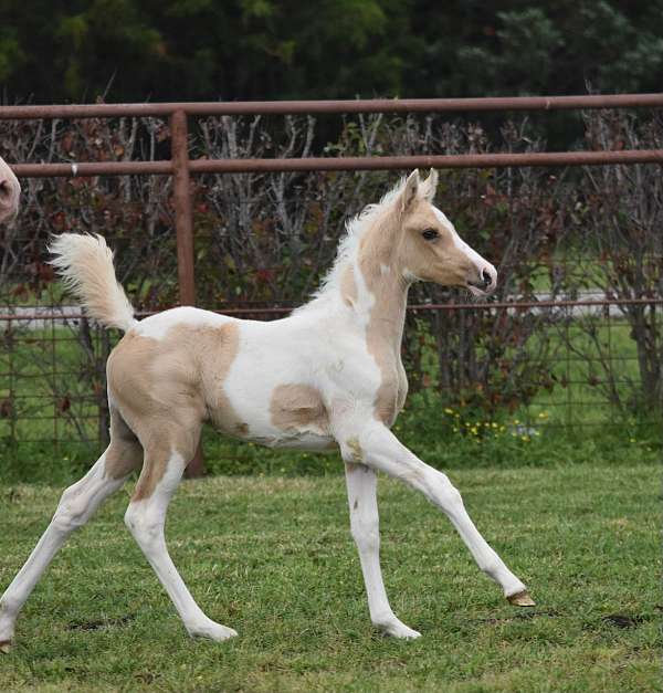 ptha-palomino-filly