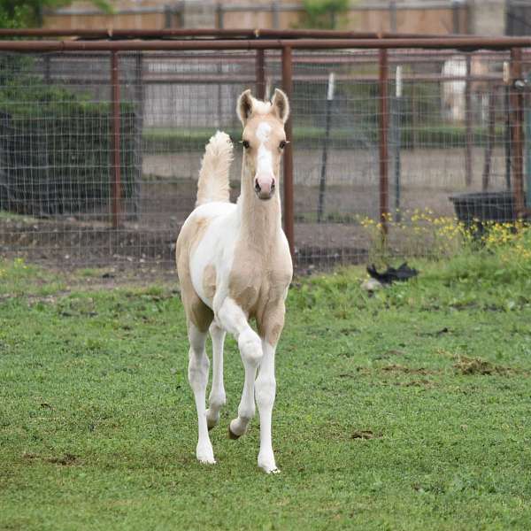 pinto-palomino-filly