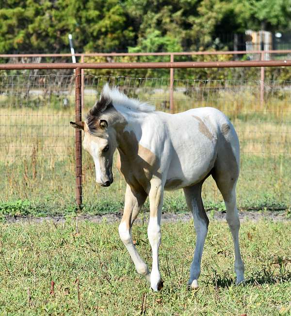 buckskin-all-around-beginner-horse