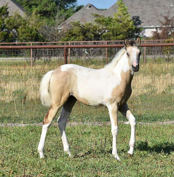 all-around-beginner-pinto-horse