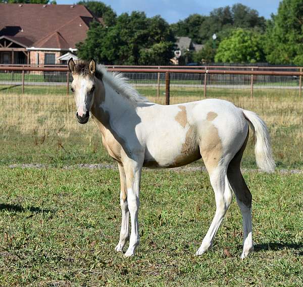 buckskin-pinto-filly