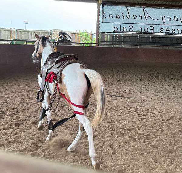 buckskin-all-around-beginner-horse
