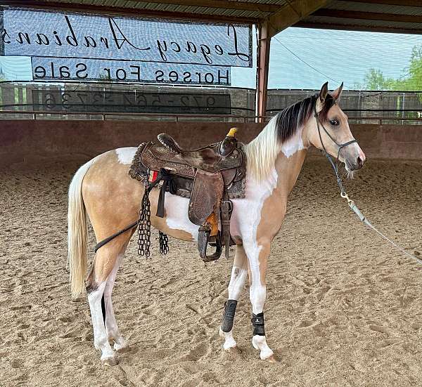 buckskin-pinto-filly
