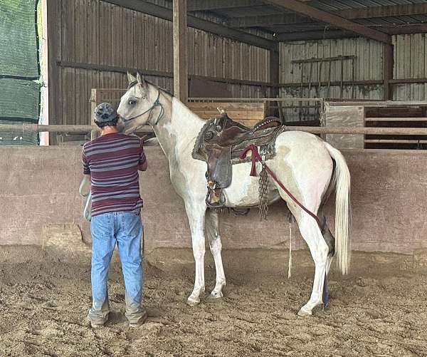 buckskin-filly-pinto-horse