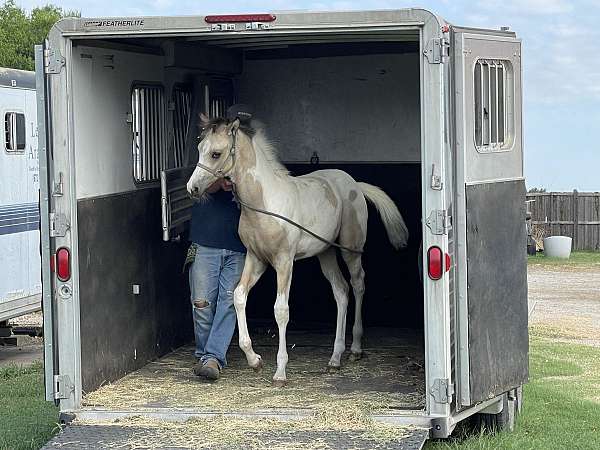 bunny-pinto-horse