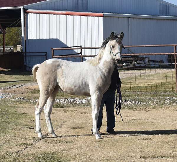 tobiano-filly-pinto-horse