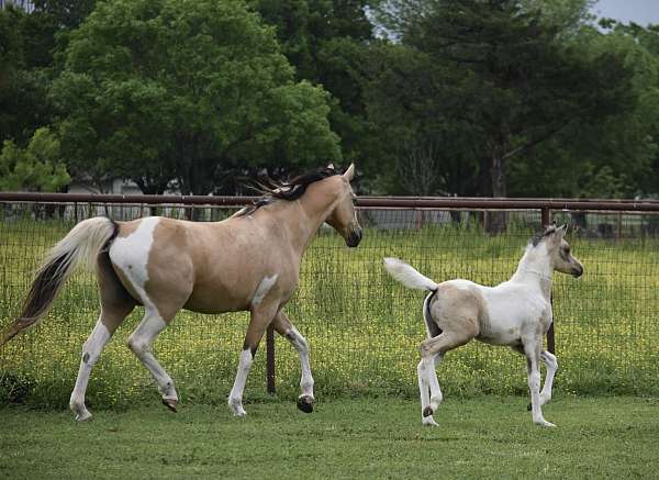 youtube-video-pinto-horse