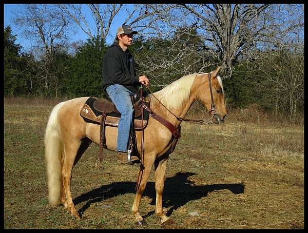 experienced-tennessee-walking-horse