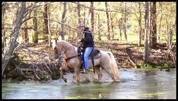 flashy-tennessee-walking-horse