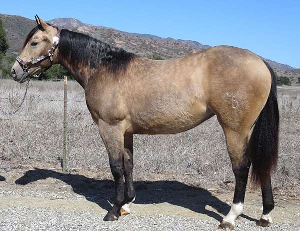 black-buckskin-all-around-horse