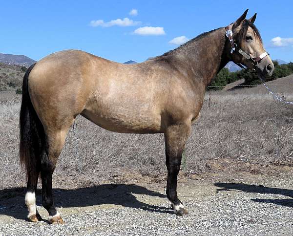 black-buckskin-color-producer-horse