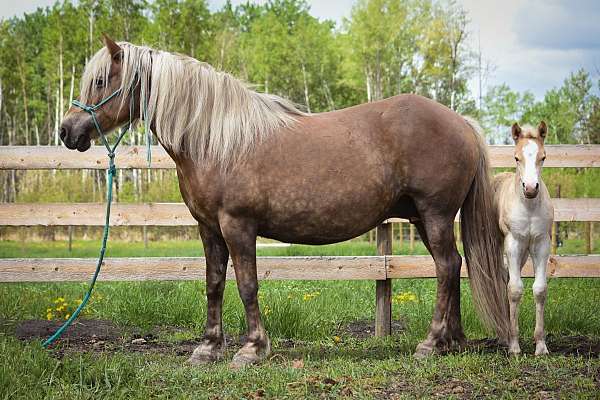 broodmares-haflinger-horse