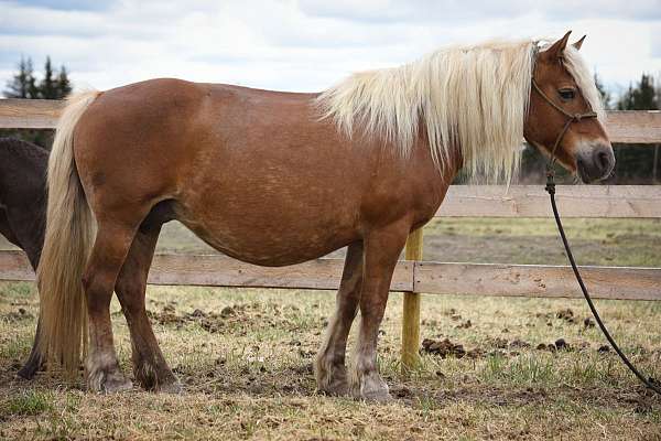 chestnut-haflinger-broodmare