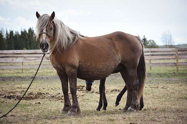 foal-haflinger-horse