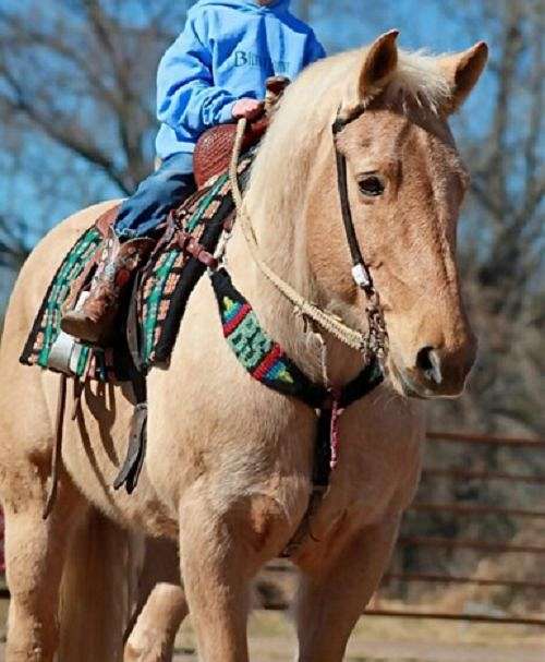 check-fences-draft-horse