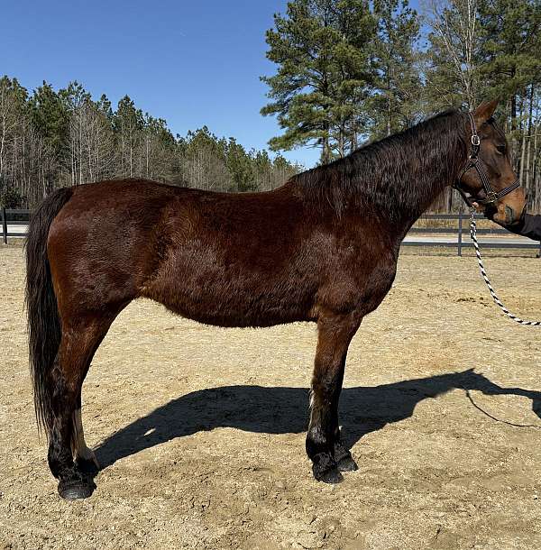 canters-dutch-warmblood-horse