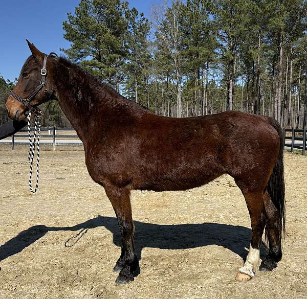 go-all-day-dutch-warmblood-horse