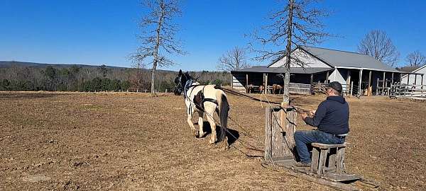 all-around-paint-pony