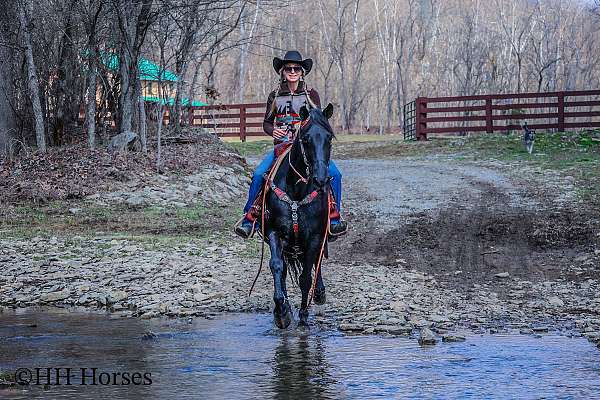 all-around-kentucky-mountain-horse