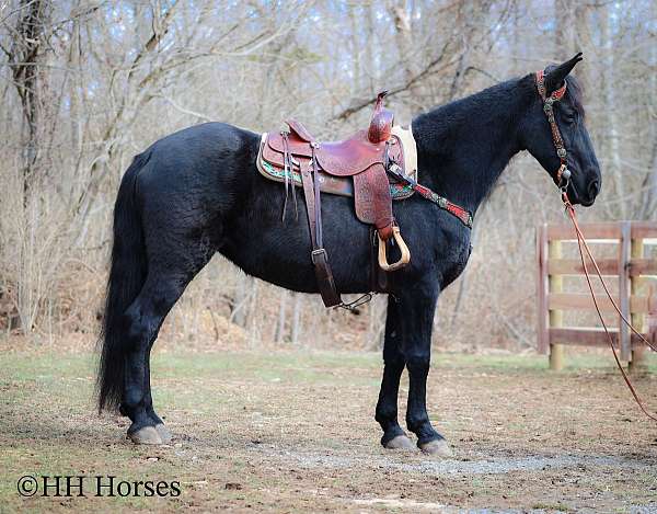 athletic-kentucky-mountain-horse