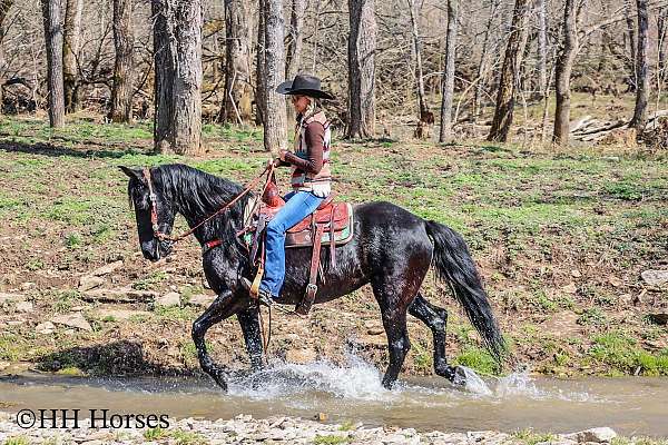 drill-team-kentucky-mountain-horse