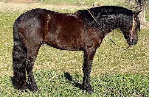 all-around-draft-horse