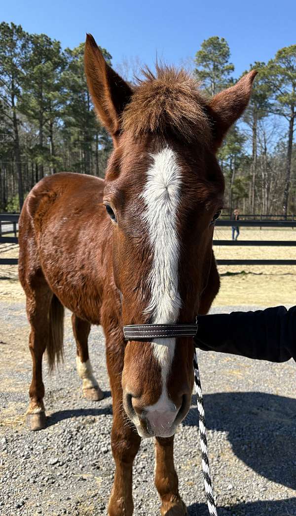 dog-gentle-draft-horse