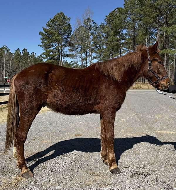 level-draft-horse