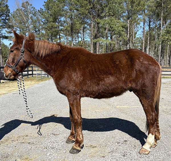 lope-draft-horse