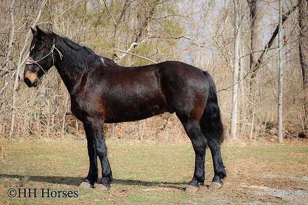 trail-ri-percheron-horse