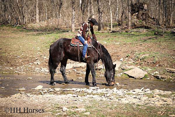 big-gelding-percheron-horse