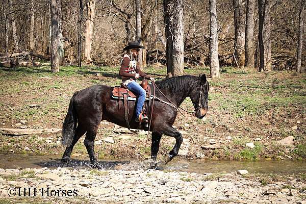 dark-percheron-horse