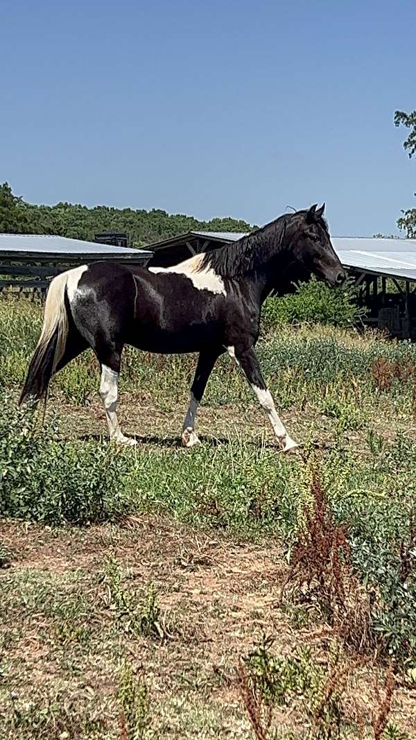 tennessee-walking-horse-for-sale