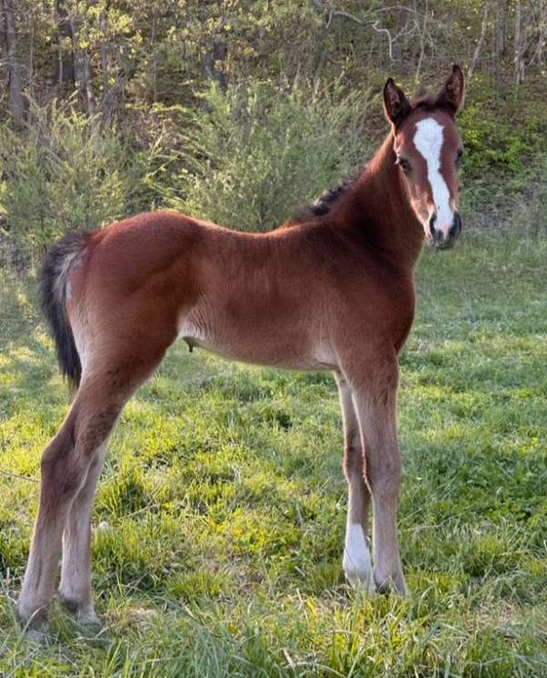 bay-breeding-horse