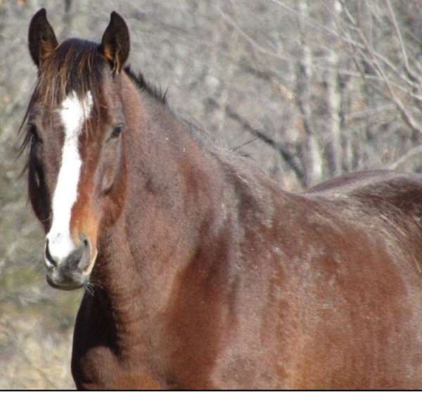 breeding-thoroughbred-horse