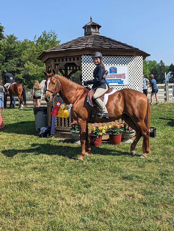 quarter-pony-gelding