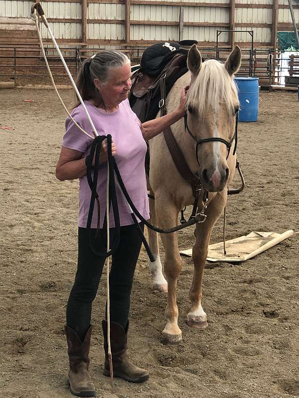 one-white-hind-horse