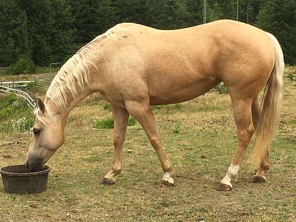 palomino-one-white-hind-horse