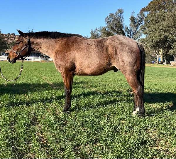 bay-roan-schoolmaster-pony