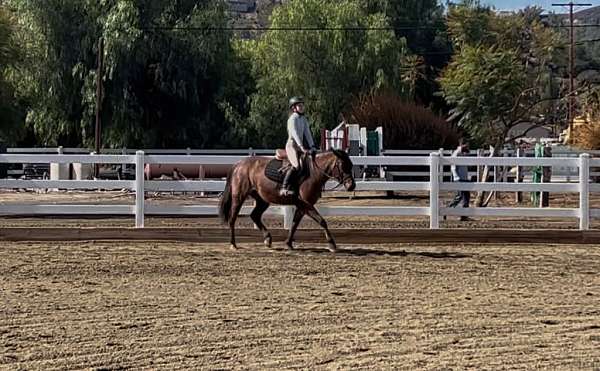 all-around-welsh-pony