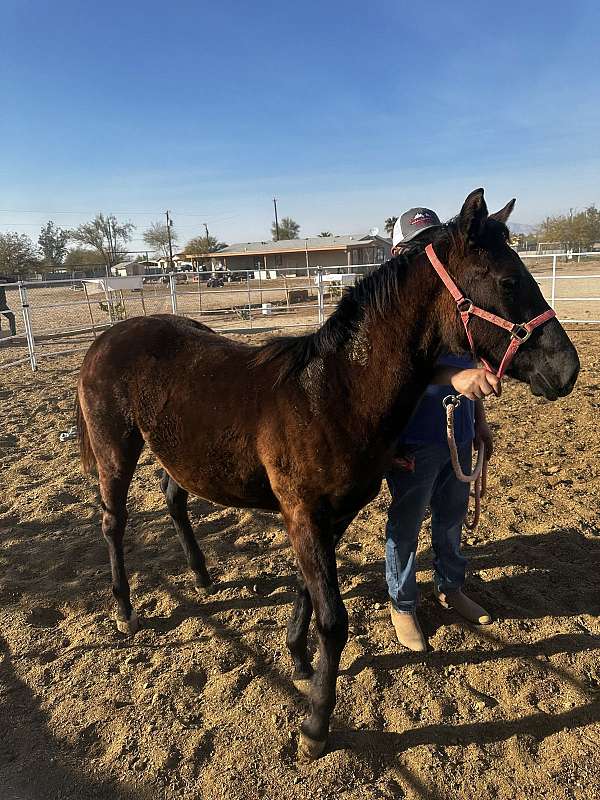 quarter-horse-filly