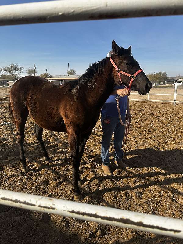 quarter-horse-for-sale