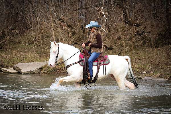 white-trail-class-competitio-horse