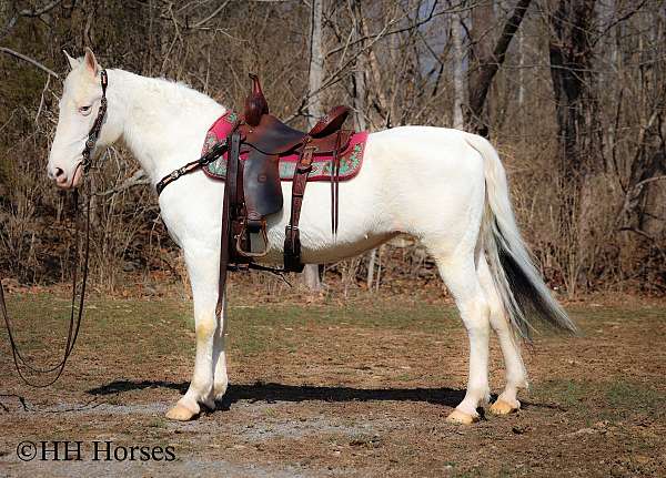 trail-class-competitio-kentucky-mountain-horse