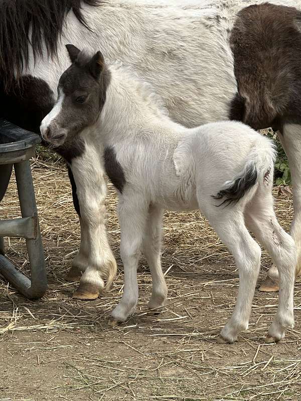 black-white-champion-stallion-horse