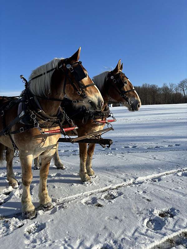 coggins-belgian-horse