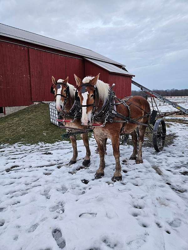 company-belgian-horse