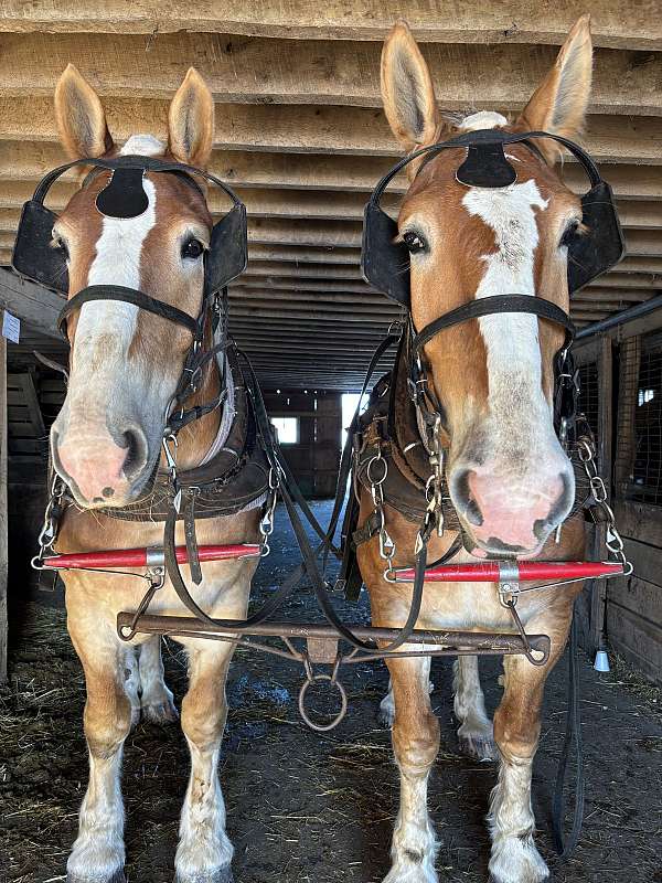 date-belgian-horse