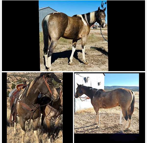 quarter-horse-gelding