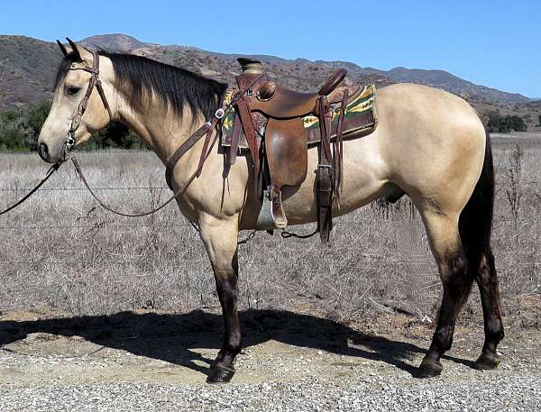 dakota-is-a-beautiful-quarter-horse